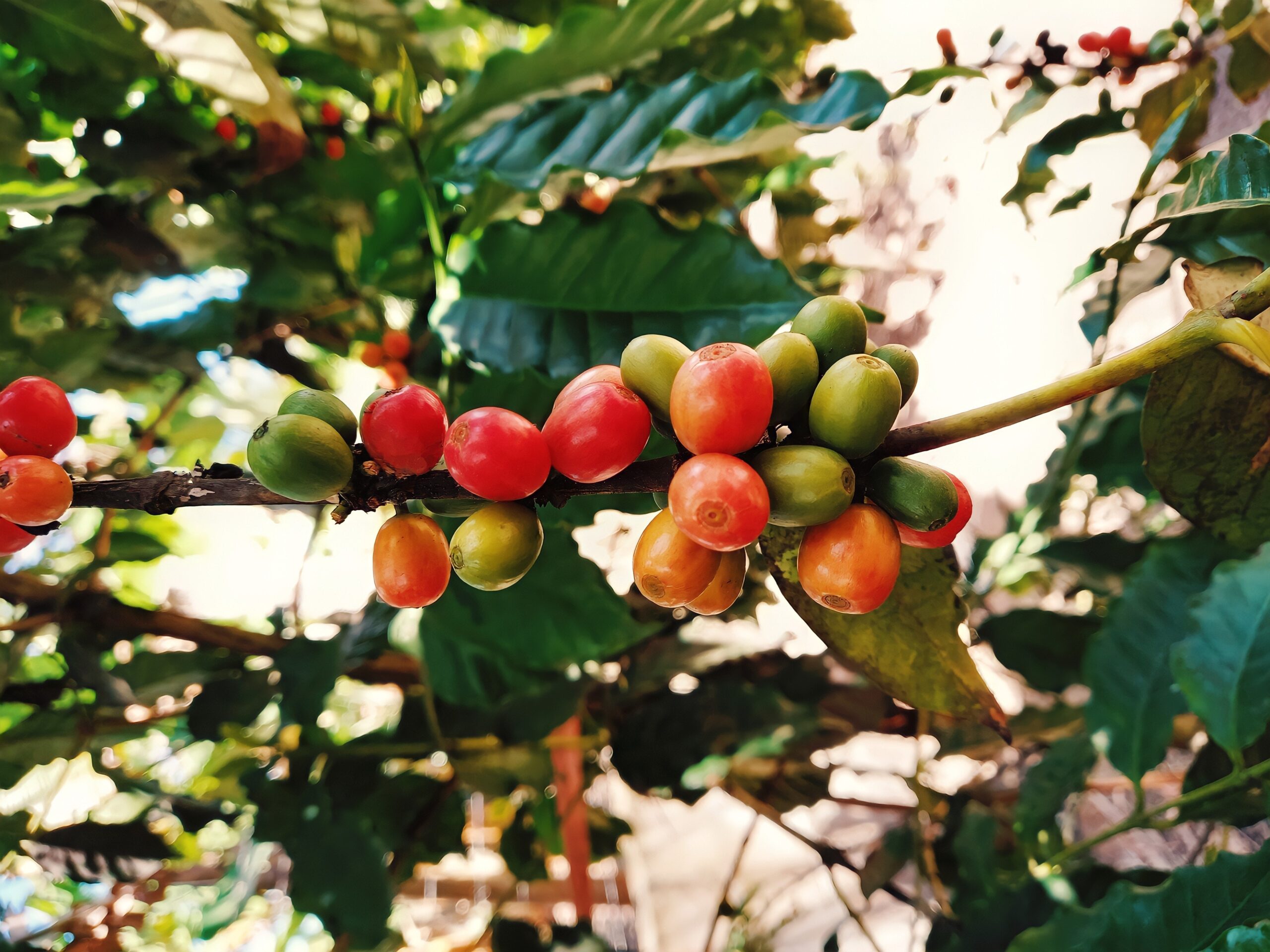 cerezas de café 
