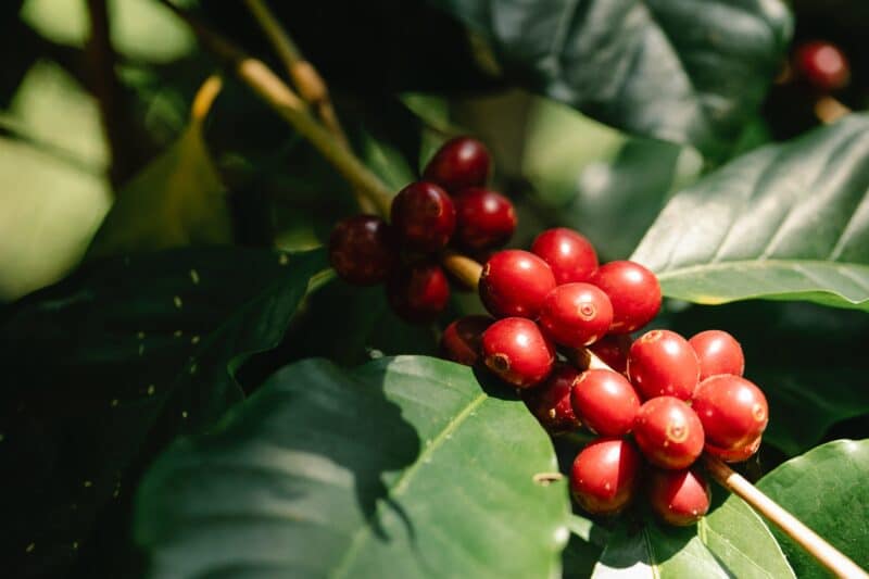 cerezas de café madurando, frutos de café